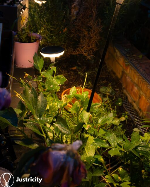 Random nightshoot
#photograpy #nightphoto #flowers🌸